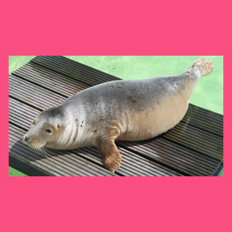 Robbenjunges auf Texel