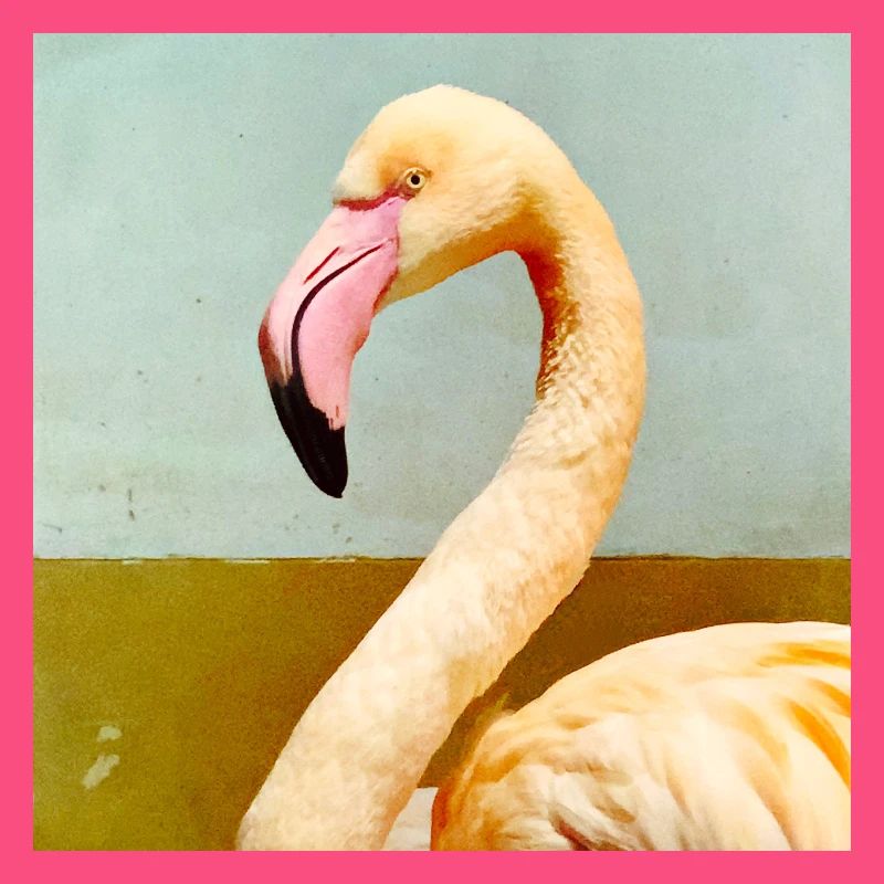 Flamant