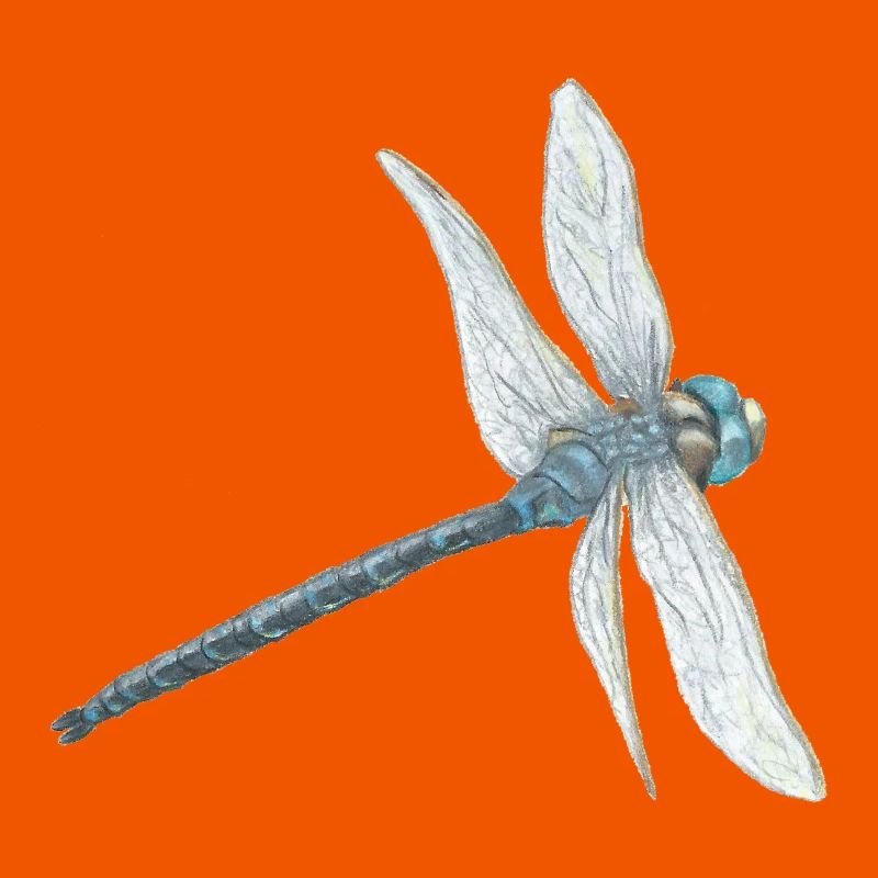 Blaugrüne Libelle Illustration