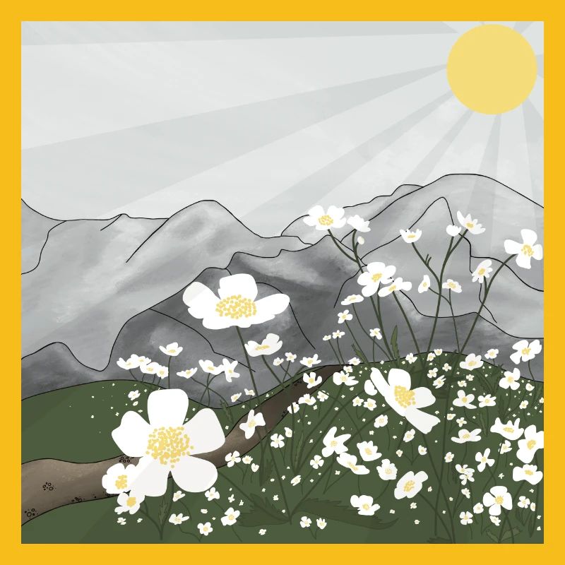 Prairie de fleurs blanches devant le panorama de montagne au printemps