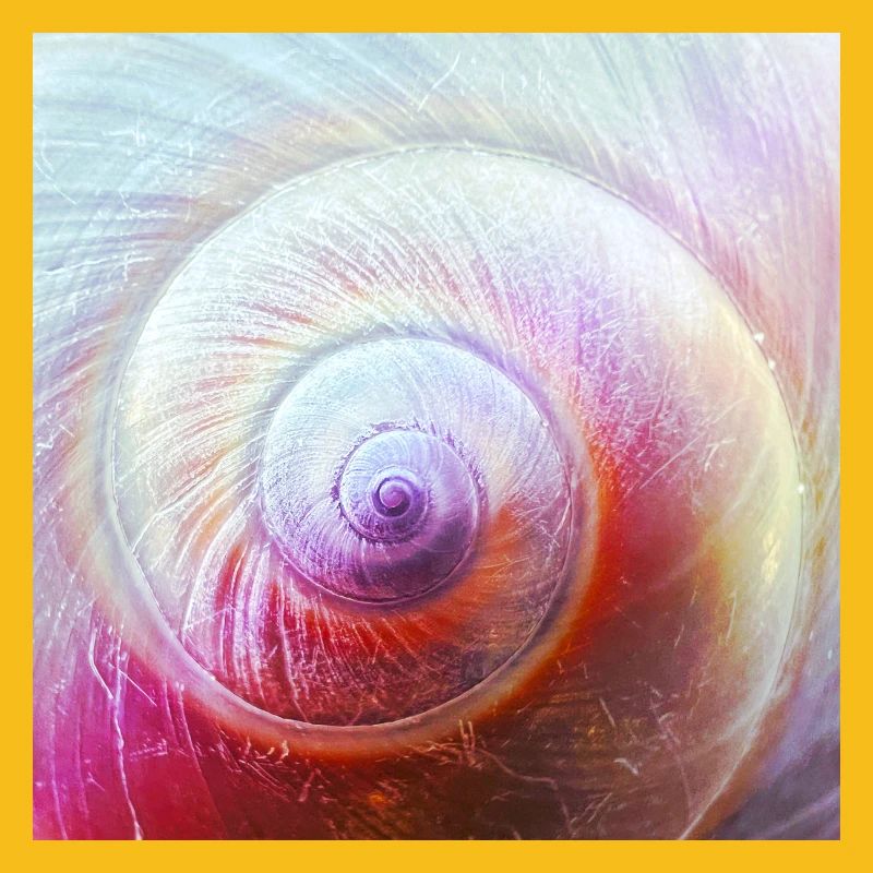 Spiralenschale