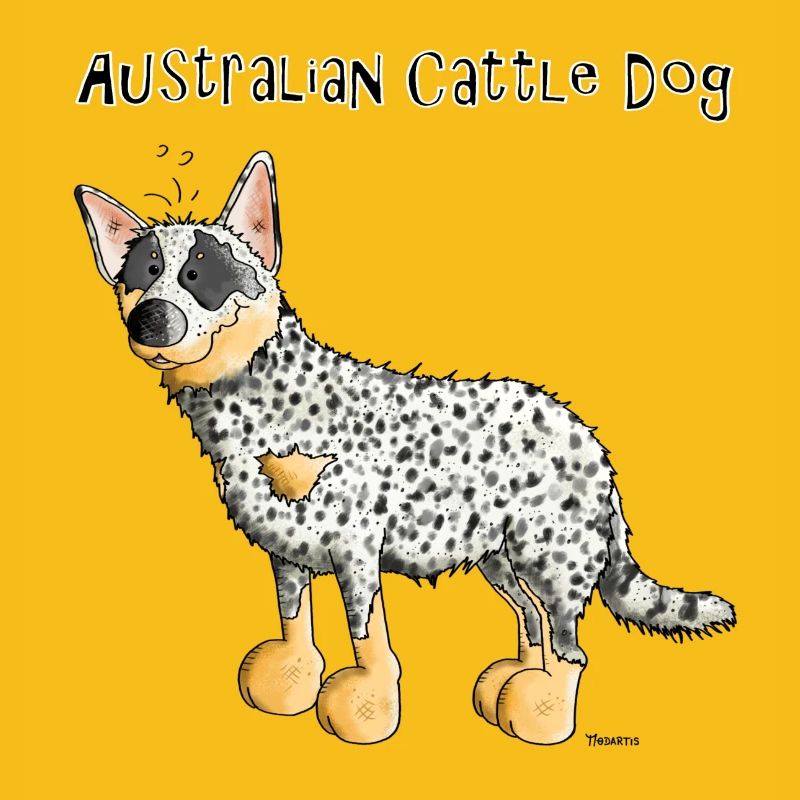 Bouvier Australien - Australian Cattle Dog