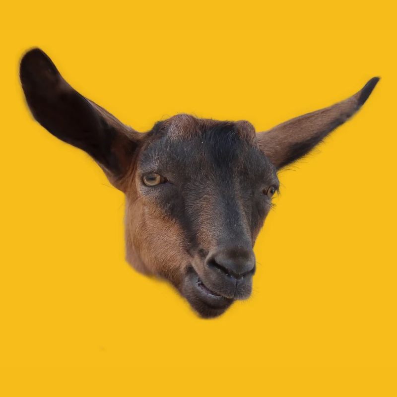 Drôle de tête de chèvre bouc