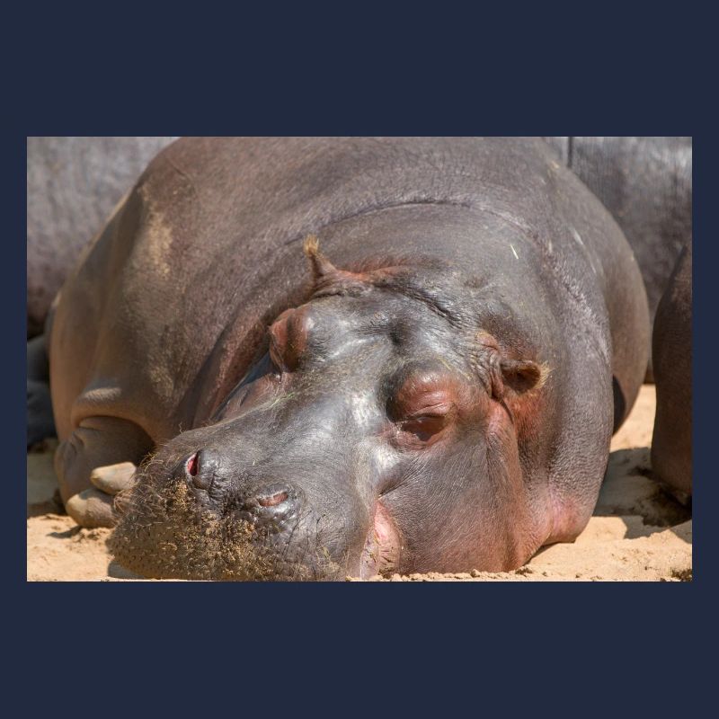 Nilpferd Flusspferd (Hippopotamus amphibius) Hippo