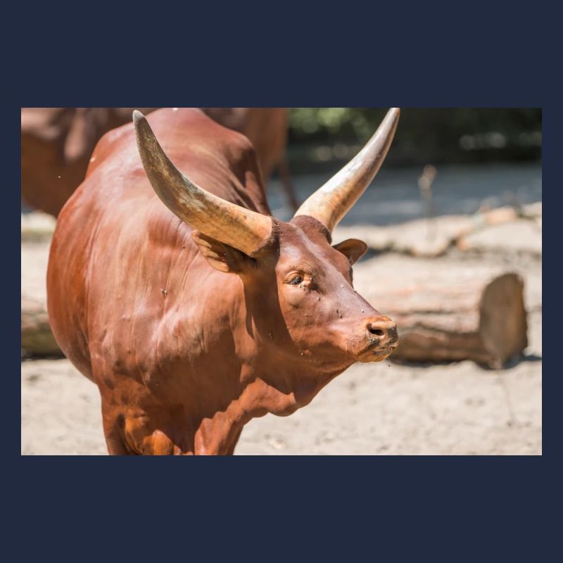 Ankole-Watusi oder Ankole Longhorn Watussirind