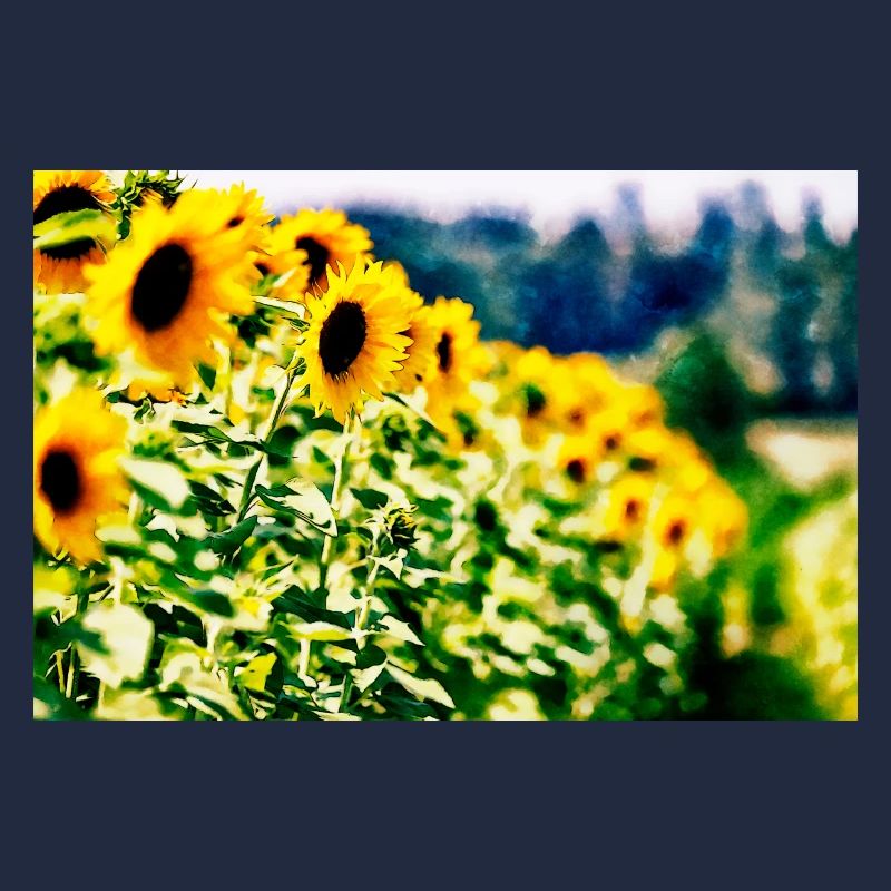 Sonnenblumen