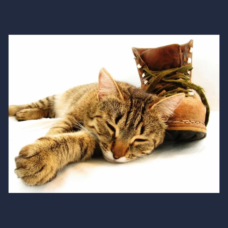 Katze