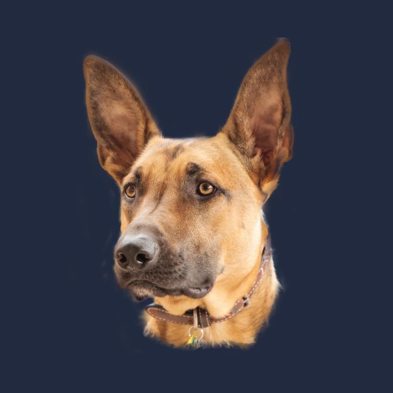 Cadeau de conception de chien belge malinois
