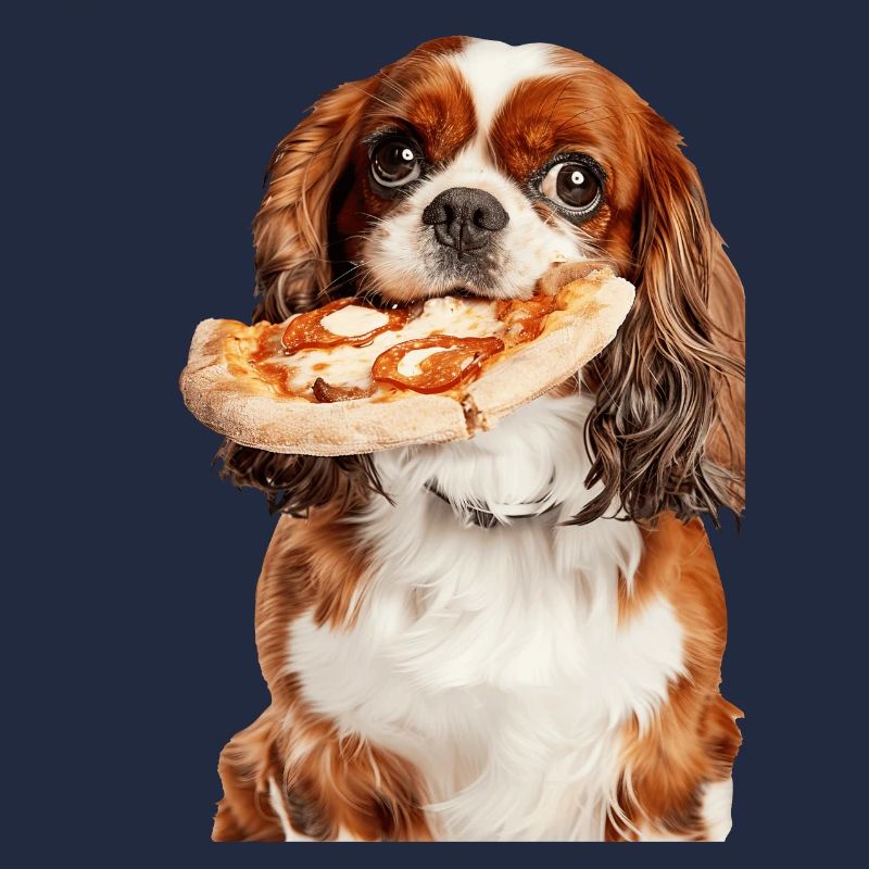 Cavalier King Spaniel