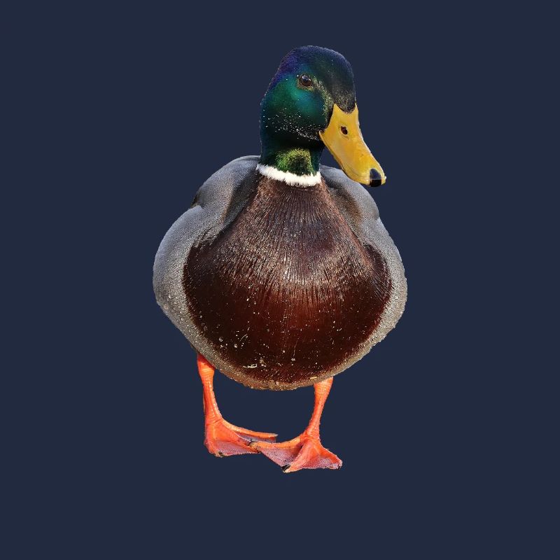 duck53
