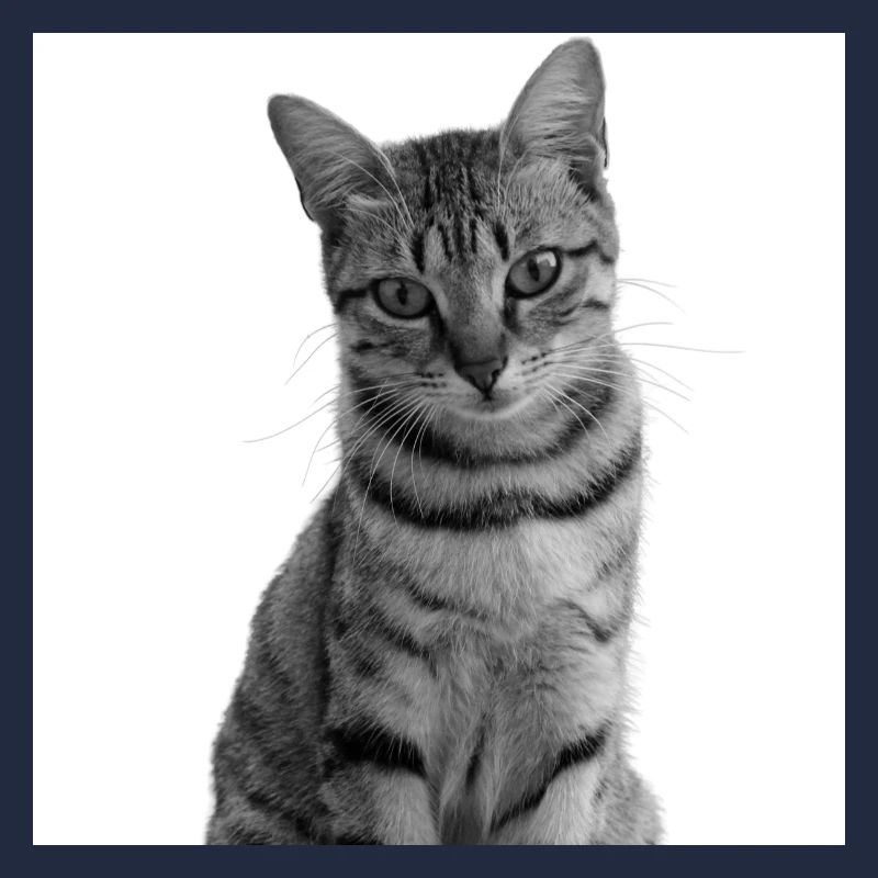 Chat blanc Chat Chat blanc Cadeau