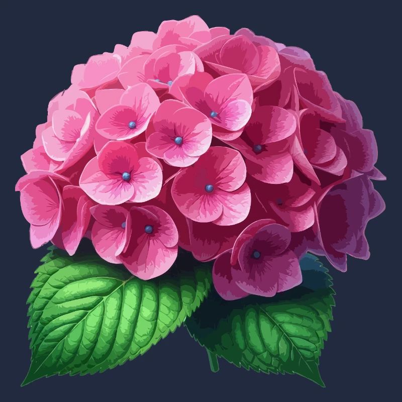 Hydrangea pink