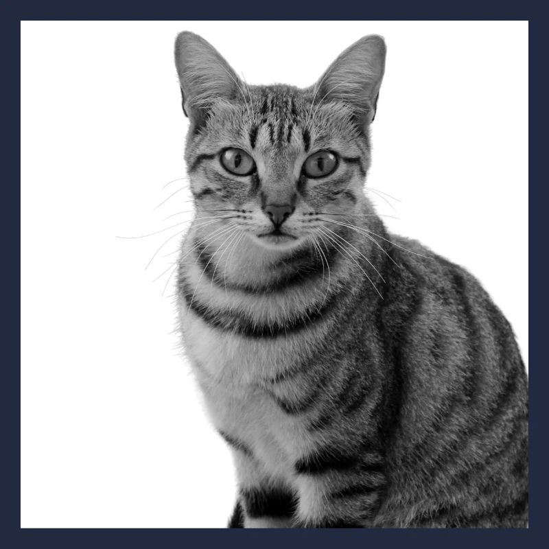 Chat blanc Chat Chat blanc Cadeau