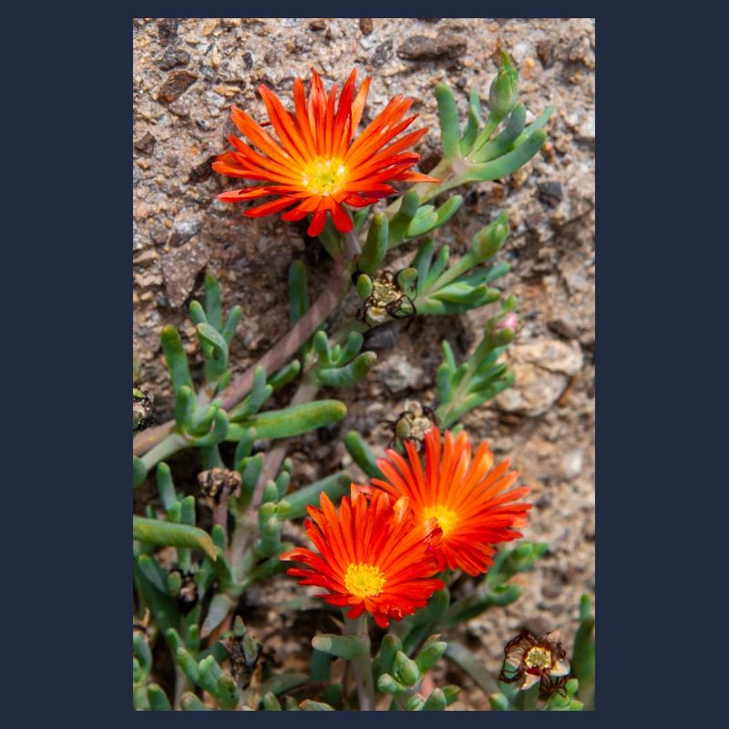 Hängende Eisblume Winterhartes Eis Delosperma