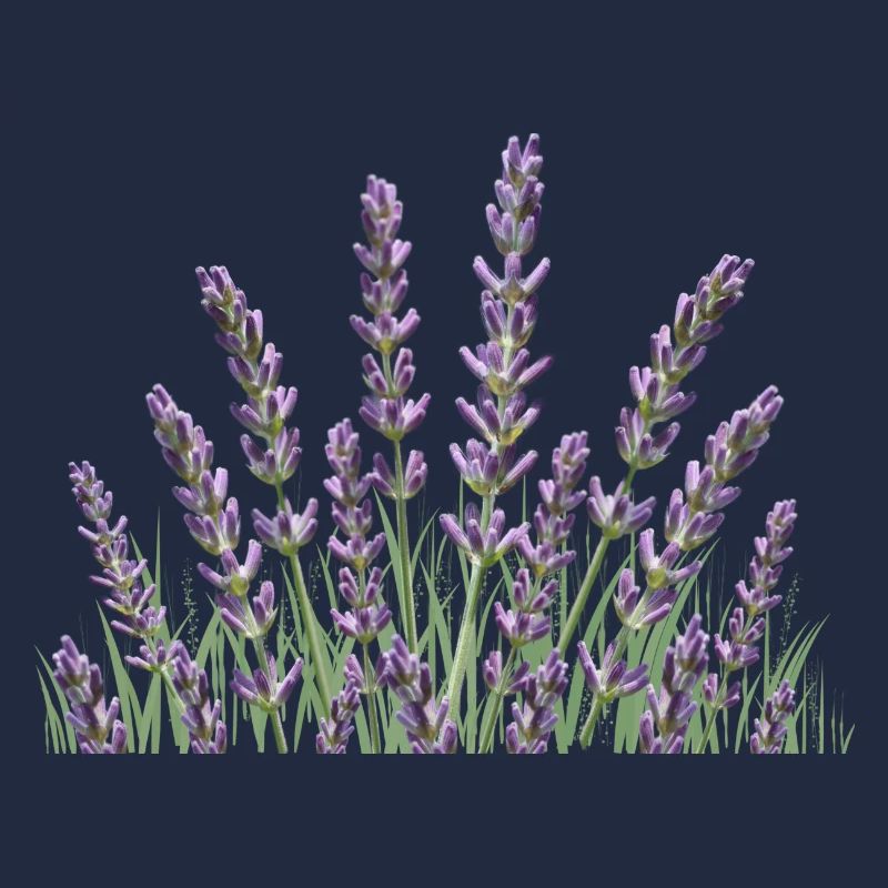 Lavender stalks Lavender
