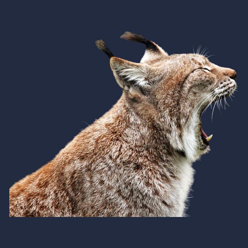 Linx chat chat lynx