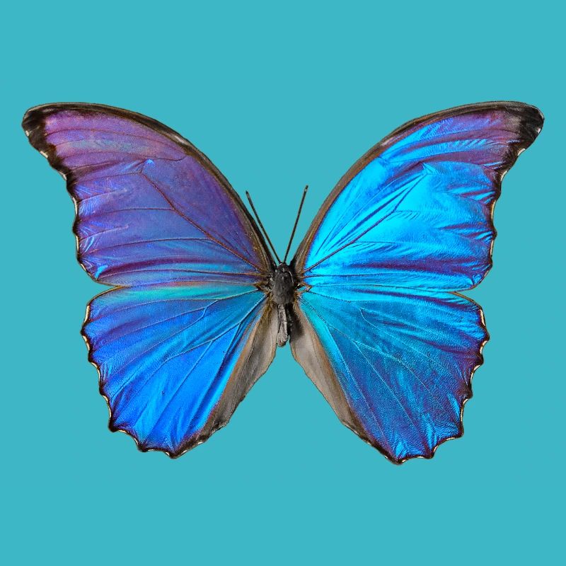Blauer Schmetterling