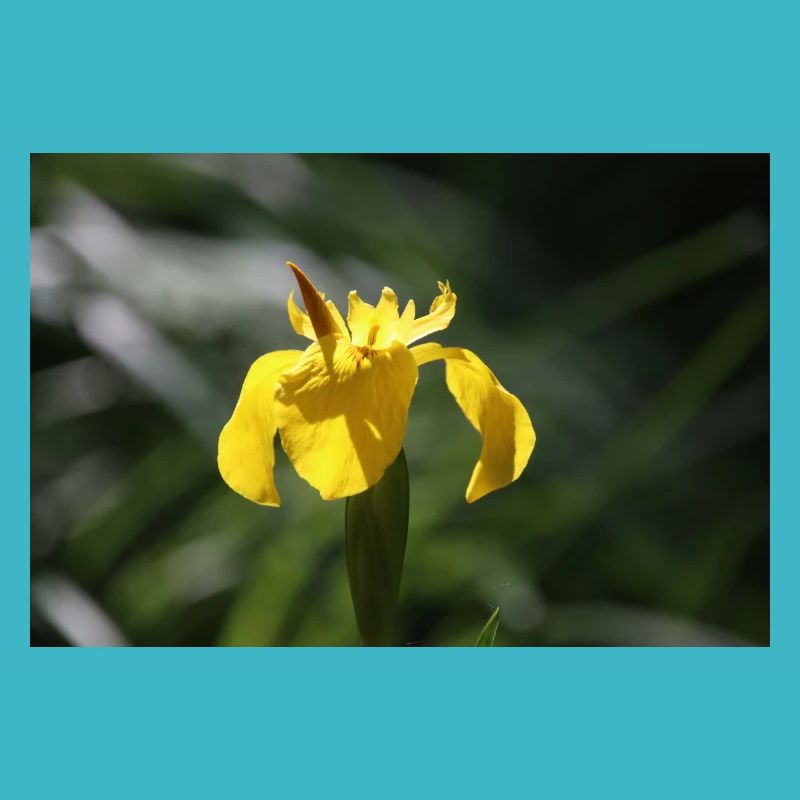Iris Lily Fleur Jaune