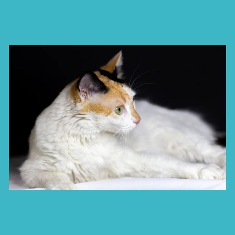 le chat