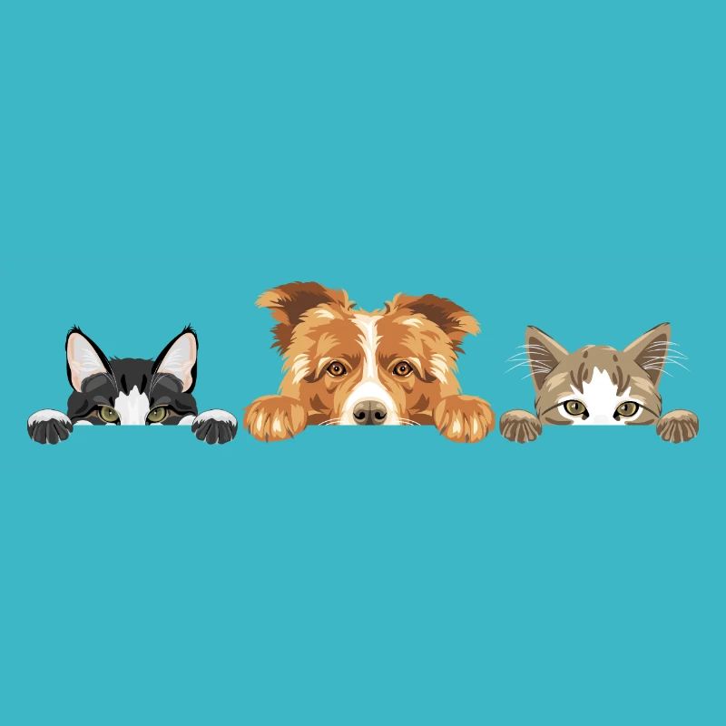 Mignon chien Border Collie et deux chats
