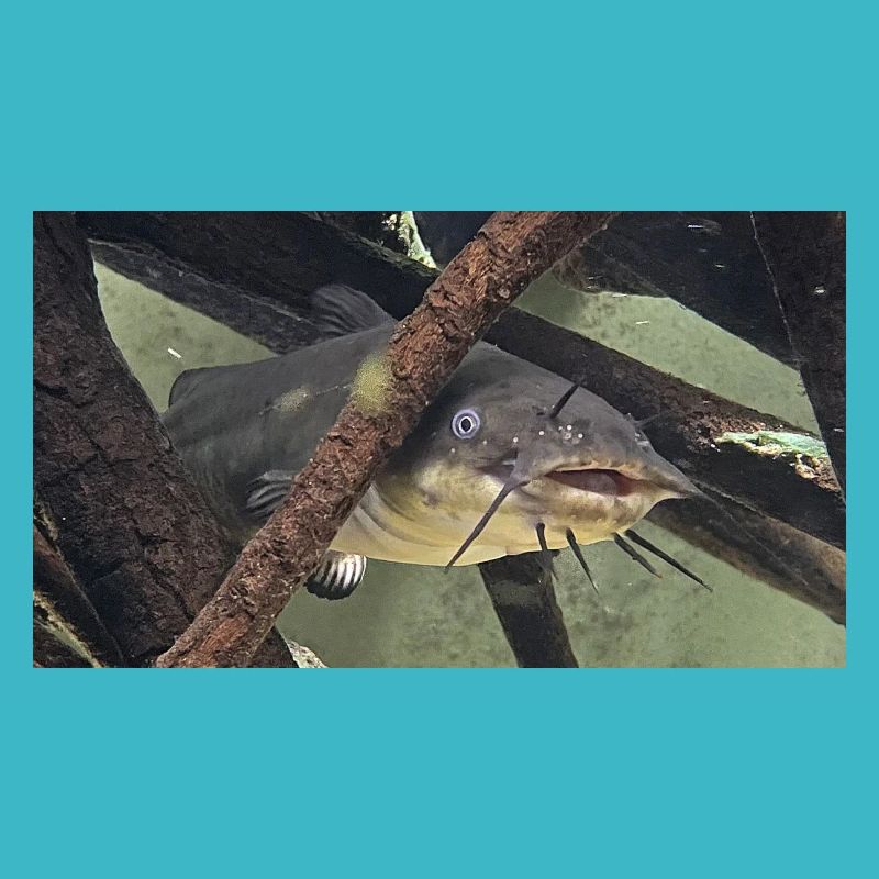 poisson chat aeiurus melas siluriforme xl