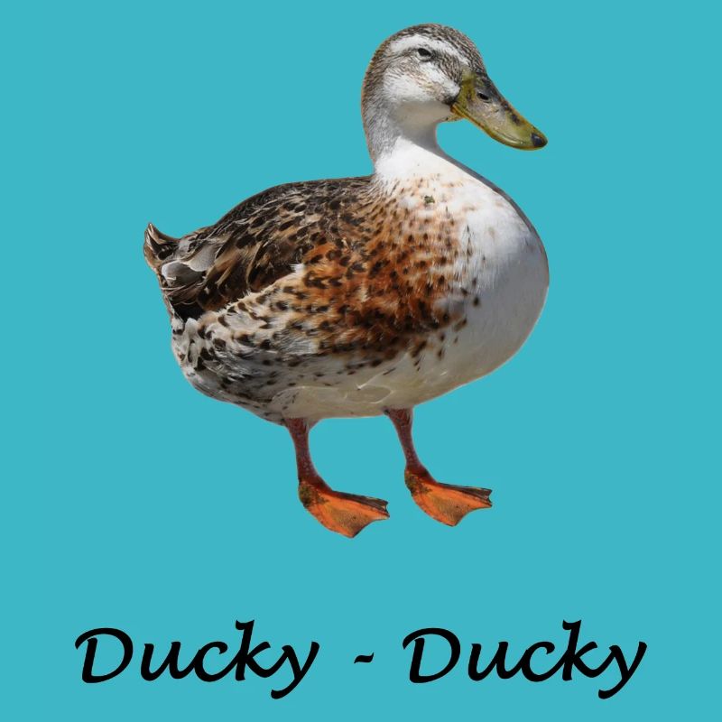 Ducky