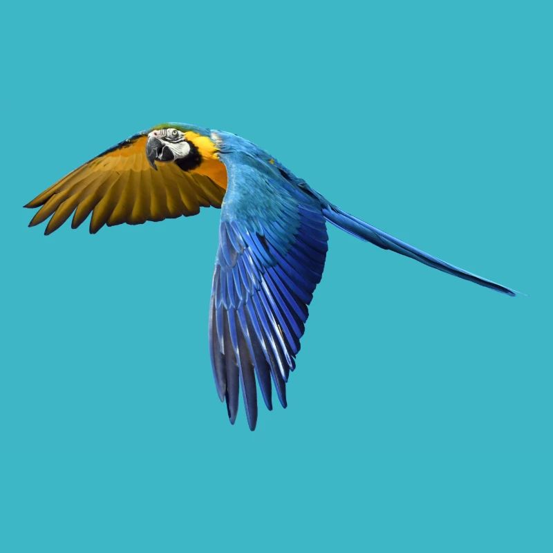 perroquet perroquet oiseau vogel2