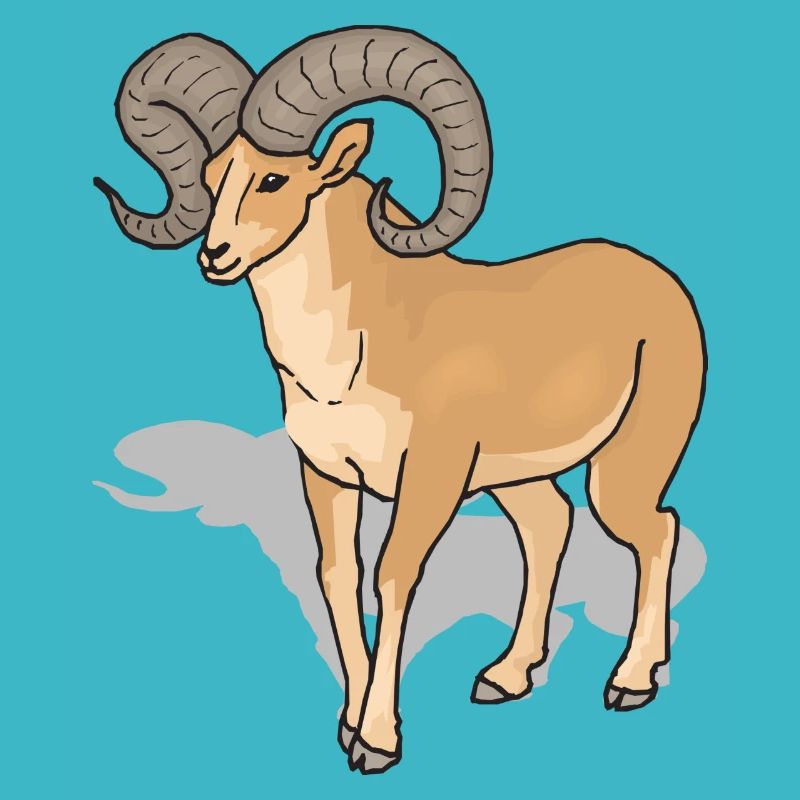 sheep162