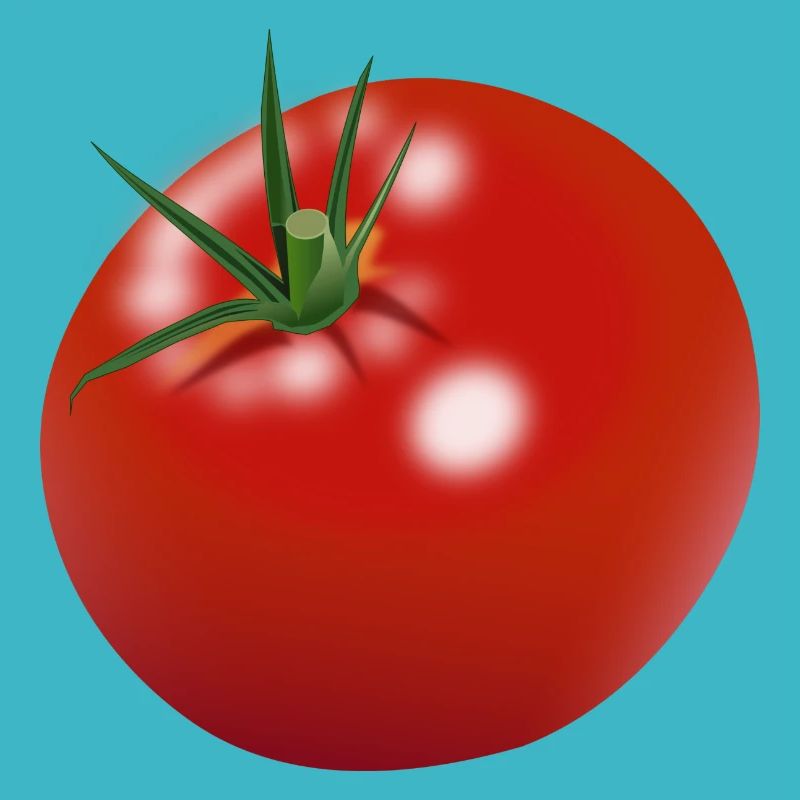tomate tomates tomate légume vegetables6