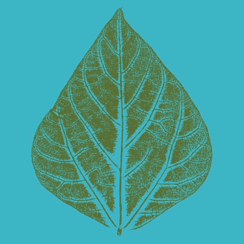 Haricot feuille