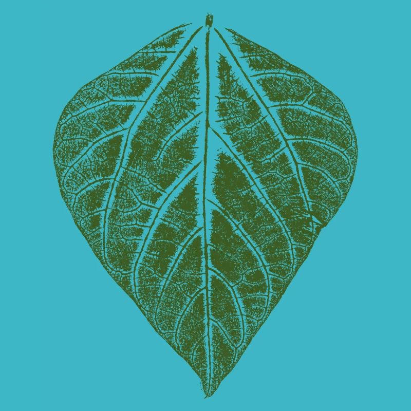 Feuille de haricot / feuilles empreinte du haricot