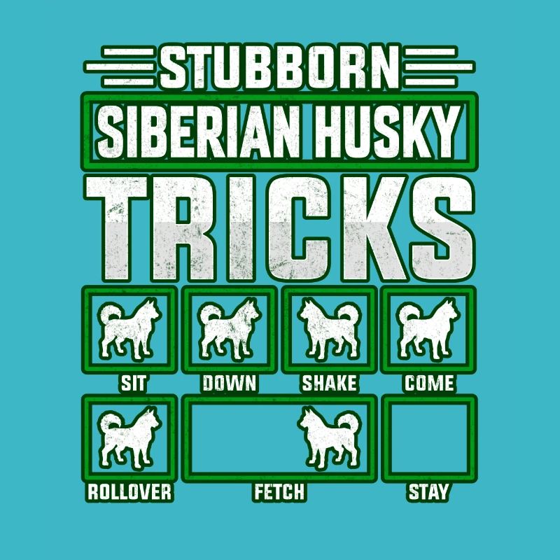 Astuces obstinées de Husky sibérien