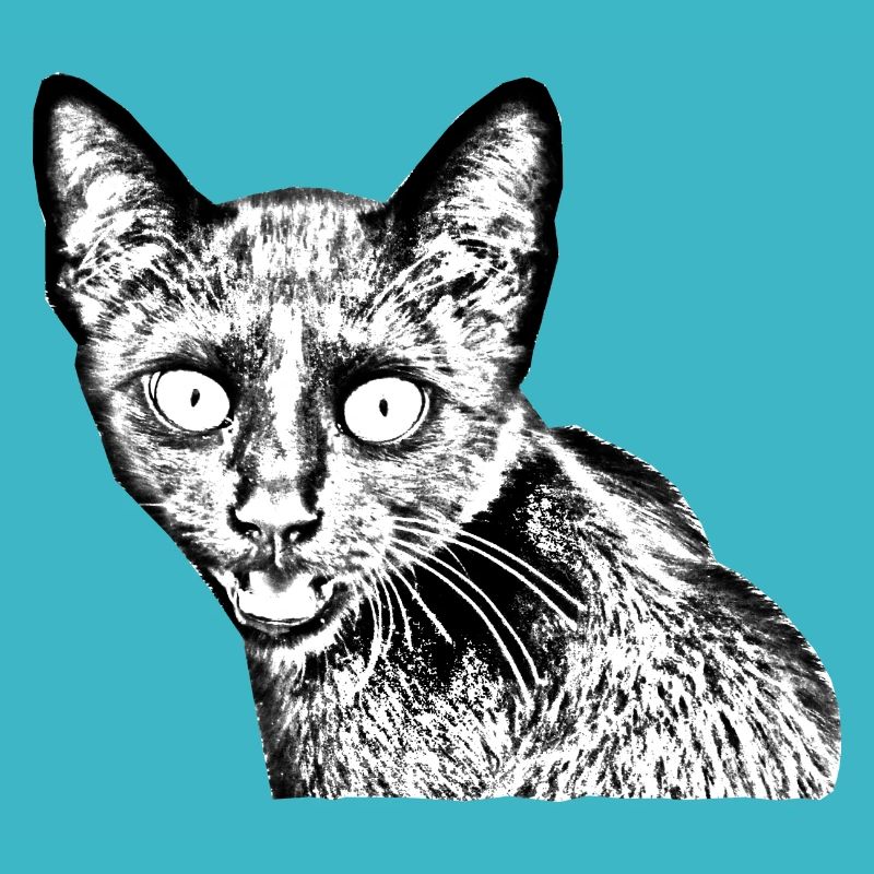 chat noir
