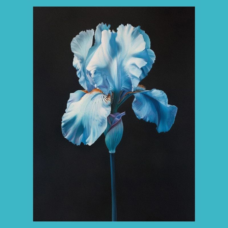 Affiche Toile Sng Iris 19
