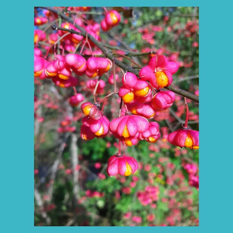 Spindle tree