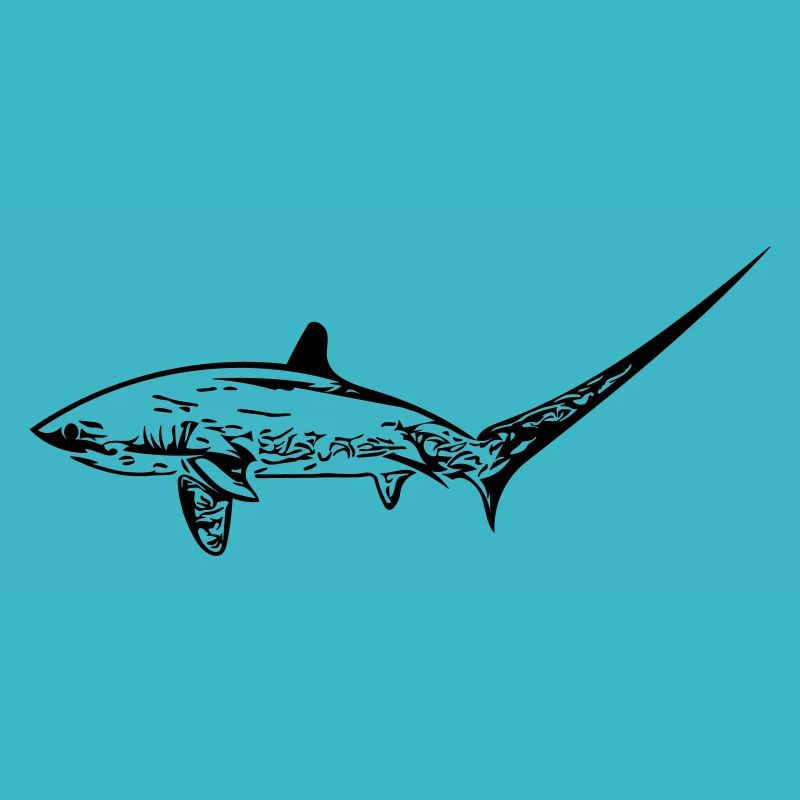 Requin renard élégant