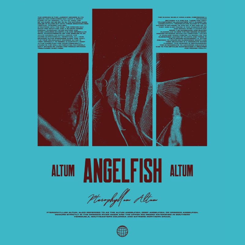 Altum Angelfish Cichlid Aquarium Fish Keeper