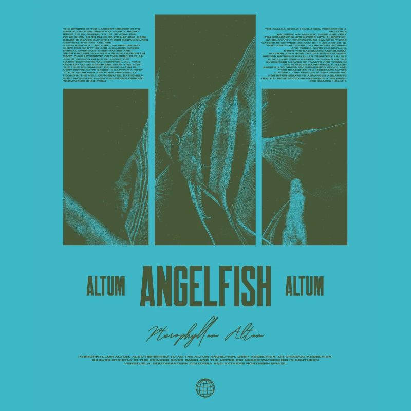 Altum Angelfish Cichlid Aquarium Fish Keeper