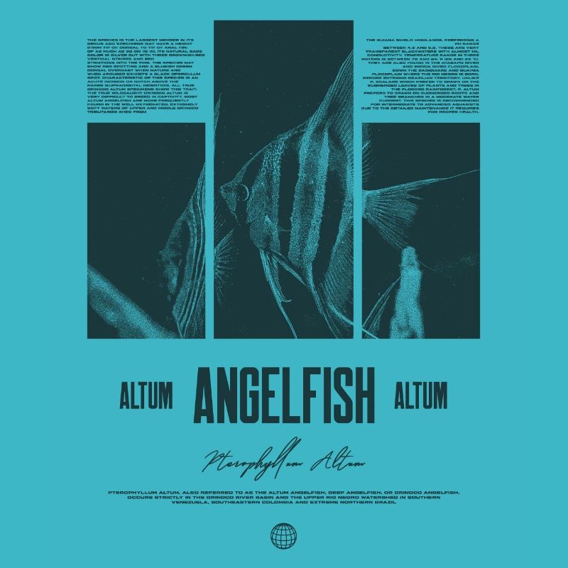 Altum Angelfish Cichlid Aquarium Fish Keeper