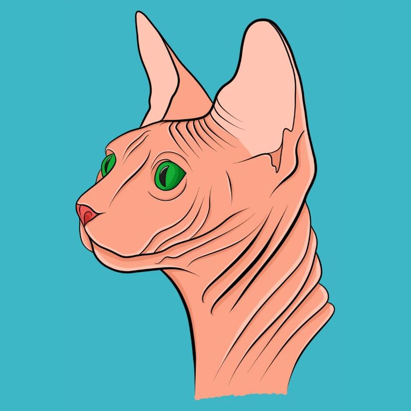 Sphynx Katze