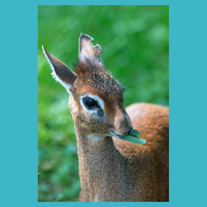 Kirk's dik-dik (auf Deutsch Kirk-Dikdik Zwergrüssel