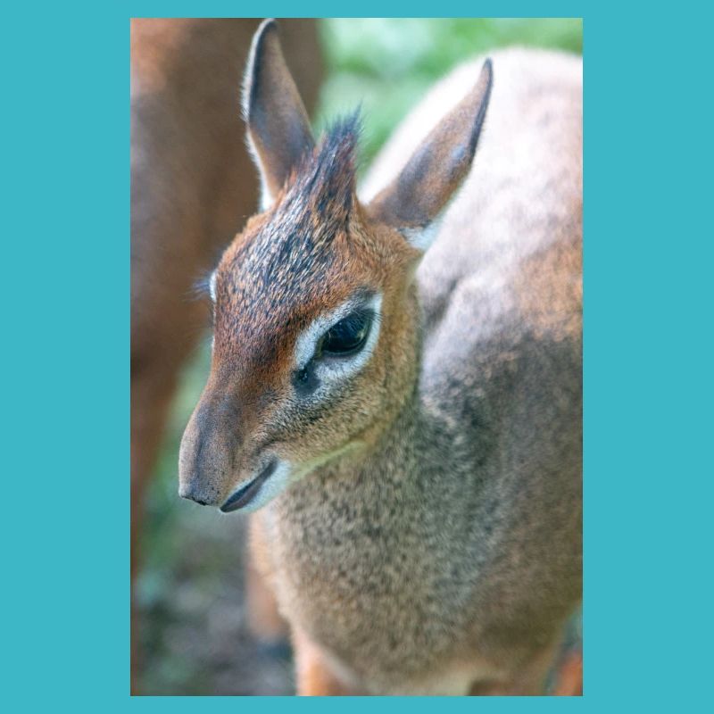 Kirk's dik-dik (auf Deutsch Kirk-Dikdik Zwergrüssel