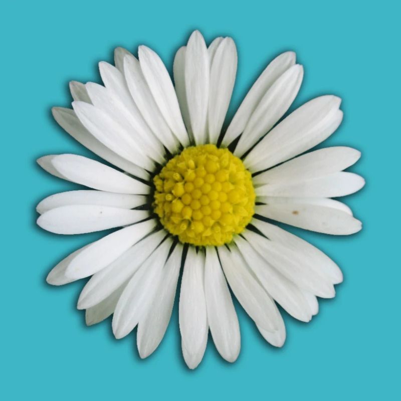 Gänseblümchen - Blume