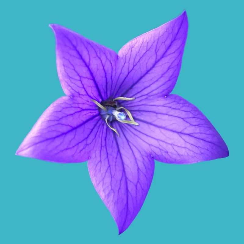 fleur pourpre