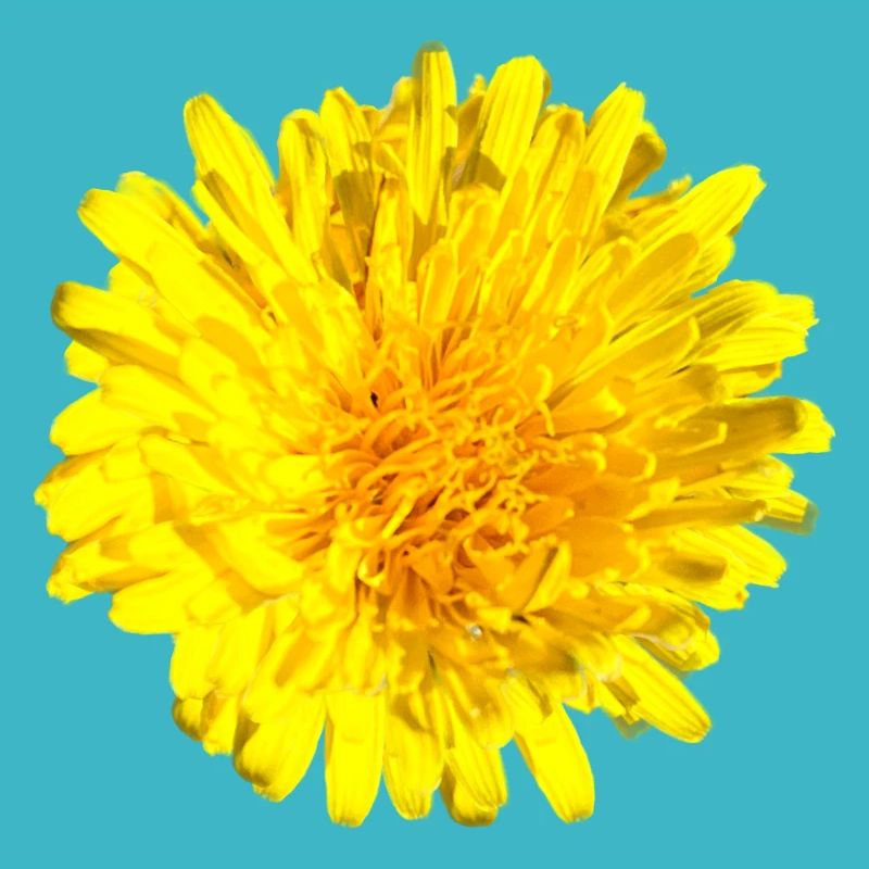 Fleur de pissenlit Fleur jaune