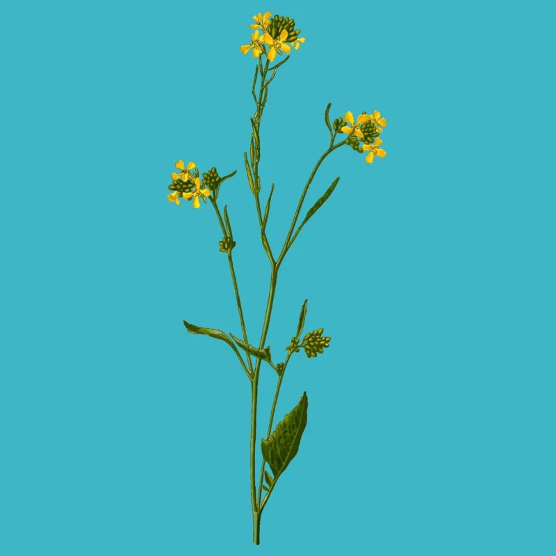 herb rosemary parsley thyme dill oregano