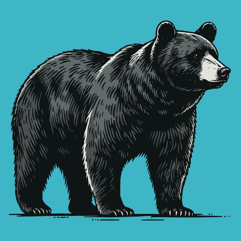 Black bear