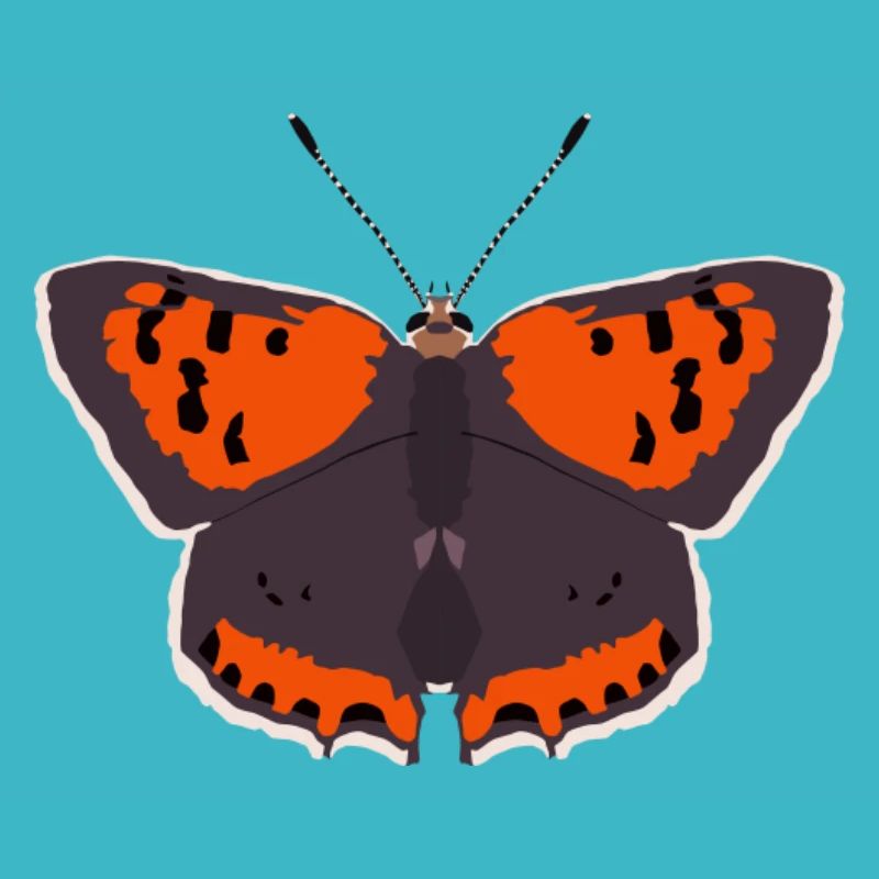Papillons : Le Petit Papillon de Feu