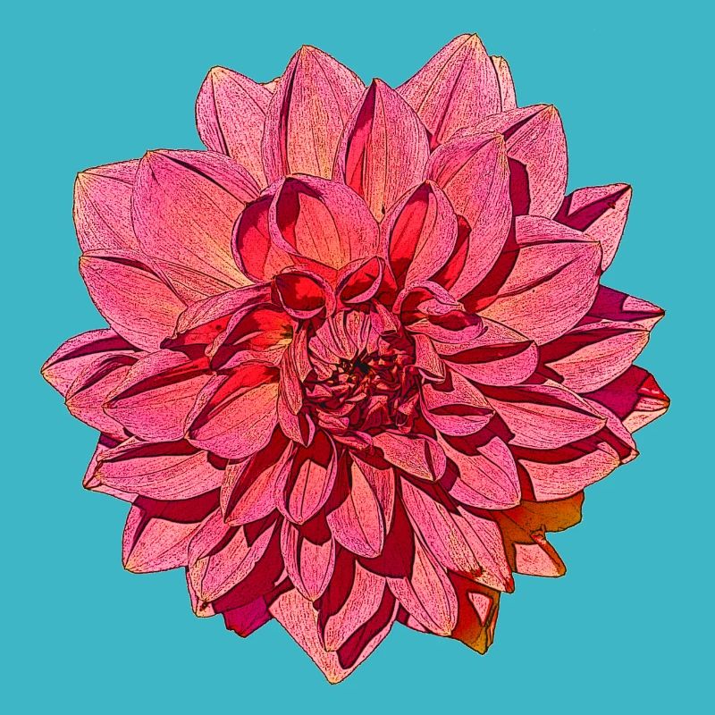 Große Dahlia