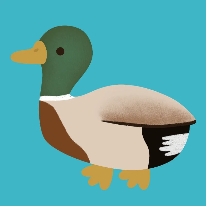 Canard colvert Illustration minimale